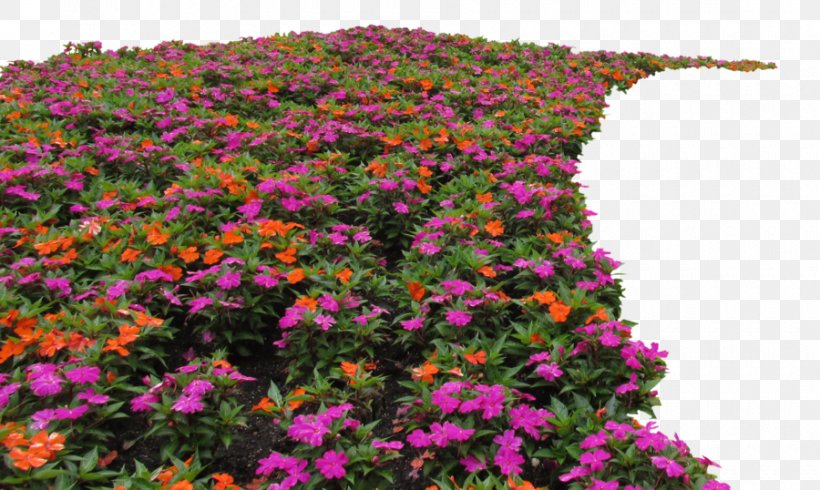 Flower Garden Shrub Plant, PNG, 900x538px, Flower, Annual Plant, Aster, Chrysanths, Daisy Family Download Free