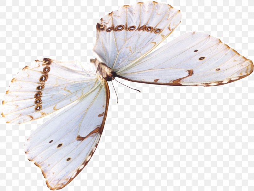 Gossamer-winged Butterflies Stock Photography Image Butterfly, PNG, 1020x768px, Gossamerwinged Butterflies, Brushfooted Butterfly, Butterfly, Chalkhill Blue, Depositphotos Download Free