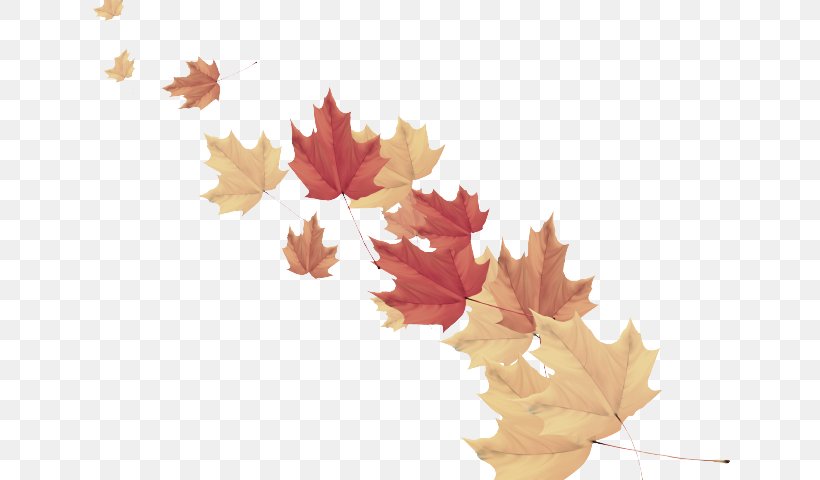 Maple Leaf, PNG, 640x480px, Leaf, Black Maple, Deciduous, Maple, Maple Leaf Download Free