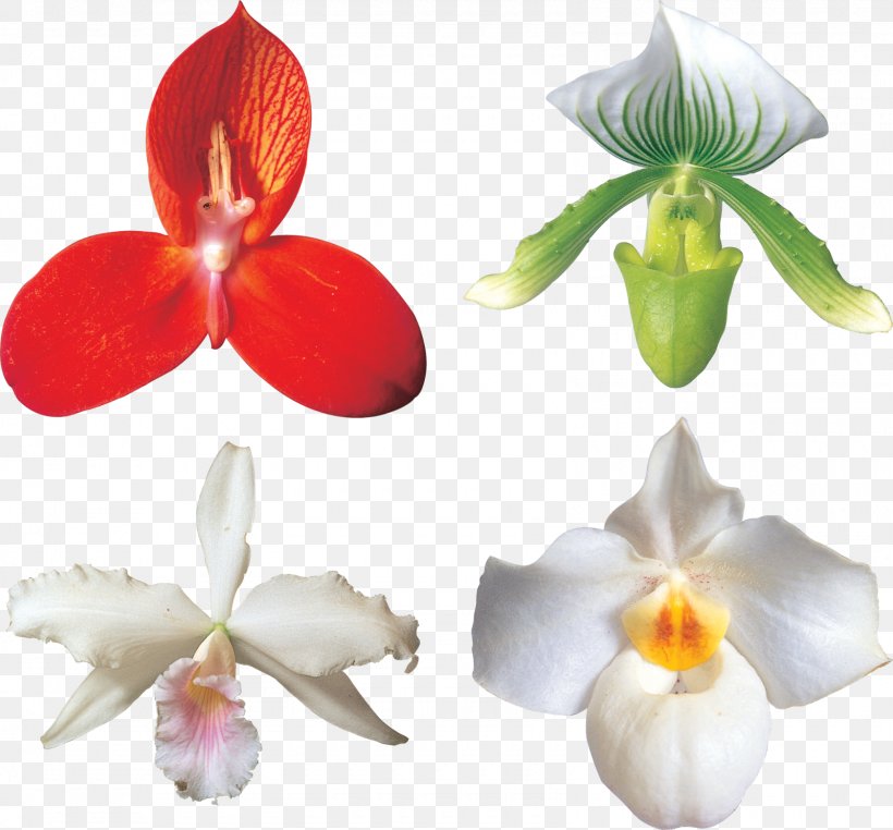Moth Orchids Cut Flowers Cattleya Orchids, PNG, 1600x1487px, Moth Orchids, Autumn, Cattleya, Cattleya Orchids, Clothing Download Free