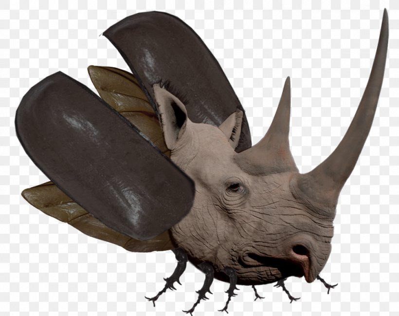Rhinoceros Beetle Horn Hippopotamus Dynastinae, PNG, 1002x794px, Rhinoceros, Animal, Beetle, Black Rhinoceros, Blog Download Free