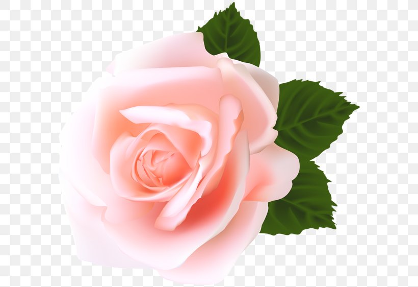 Rose Clip Art, PNG, 600x562px, Rose, Cut Flowers, Floribunda, Flower, Flowering Plant Download Free