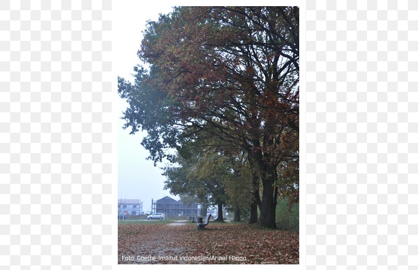 Autumn Herbst Ist Da Deciduous Goethe-Institut Leaf, PNG, 500x529px, Autumn, Branch, Deciduous, Goetheinstitut, Grove Download Free