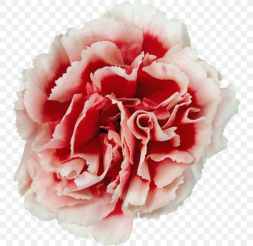 Cabbage Rose Garden Roses Carnation Cut Flowers, PNG, 737x800px, Cabbage Rose, Artificial Flower, Carnation, Cut Flowers, Dianthus Download Free