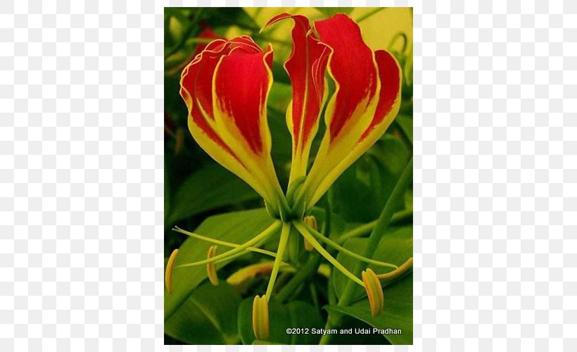 Daylily Wildflower Herbaceous Plant Lily M, PNG, 500x500px, Daylily, Flower, Flowering Plant, Herbaceous Plant, Lily Download Free