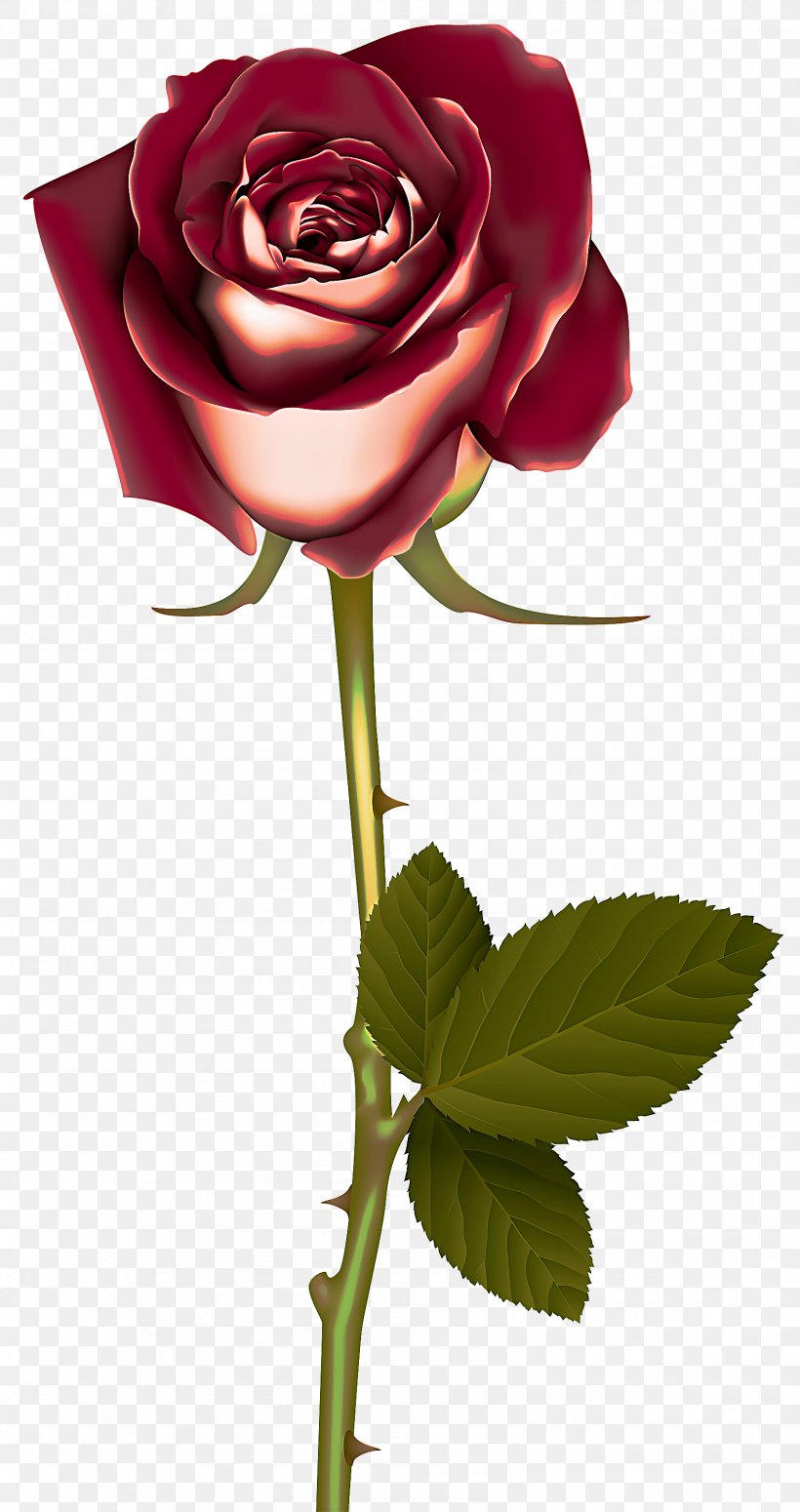 Garden Roses, PNG, 1587x3000px, Flower, Flowering Plant, Garden Roses, Hybrid Tea Rose, Petal Download Free