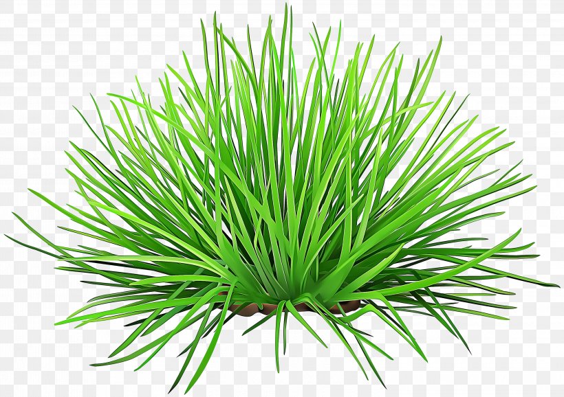 Plant Grass Red Pine Shortstraw Pine Grass Family, PNG, 3000x2116px, Plant, Chives, Grass, Grass Family, Leaf Download Free