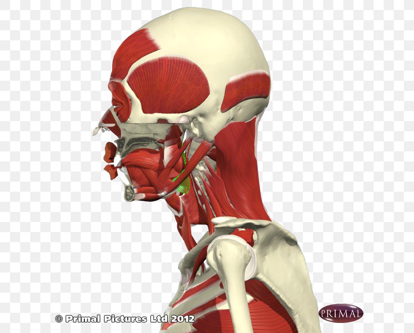 Shoulder Skeleton Figurine Character, PNG, 660x660px, Shoulder, Bone, Character, Fictional Character, Figurine Download Free