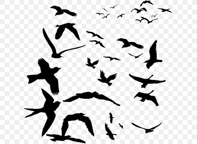 Bird Migration Beak Parrot Flock, PNG, 617x600px, Bird, Animal Migration, Beak, Bird Flight, Bird Migration Download Free