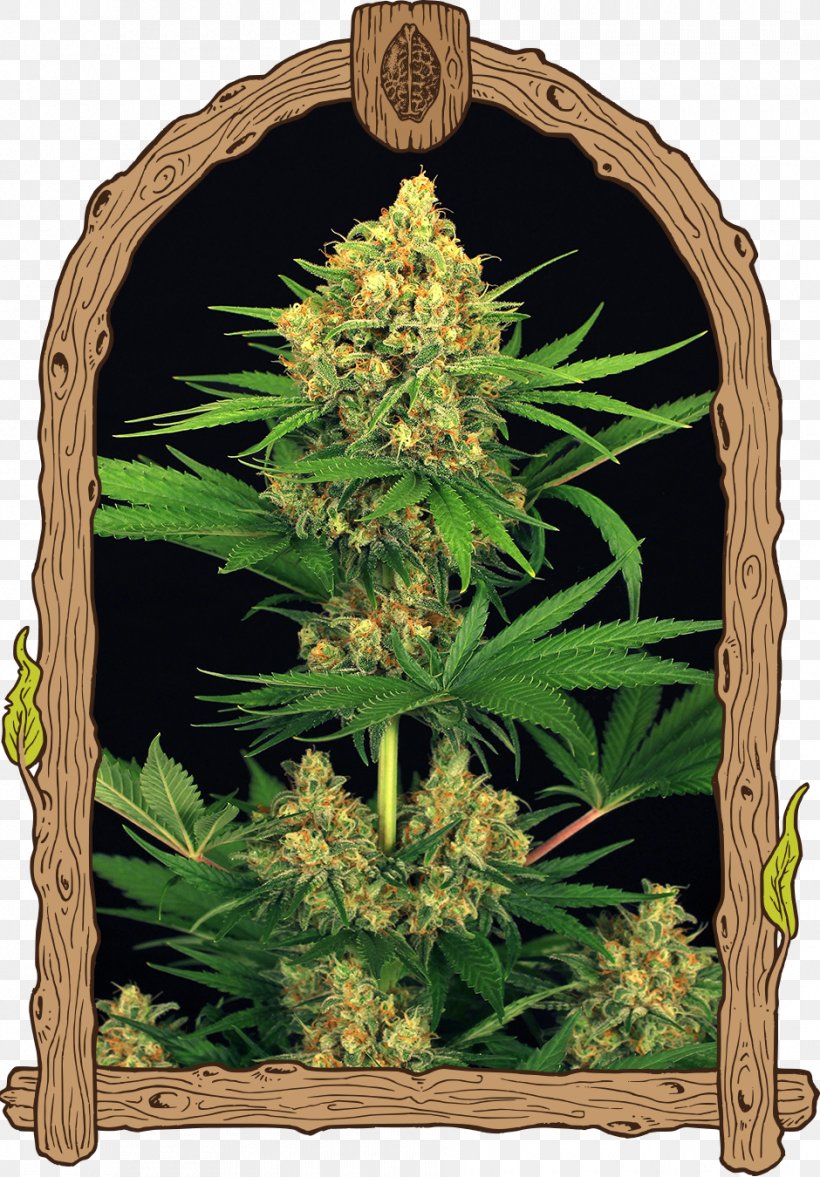 Cannabis Cannabaceae Hemp Plant Family, PNG, 940x1350px, Cannabis, Cannabaceae, Family, Grass, Hemp Download Free