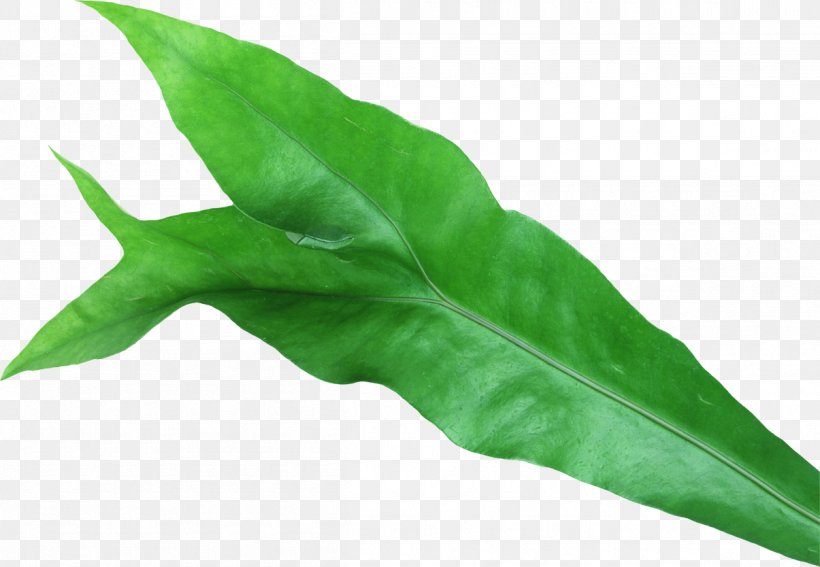 Leaf Mentha Spicata Plant Photography, PNG, 1205x834px, Leaf, Grass, Leaf Vegetable, Maple Leaf, Mentha Spicata Download Free