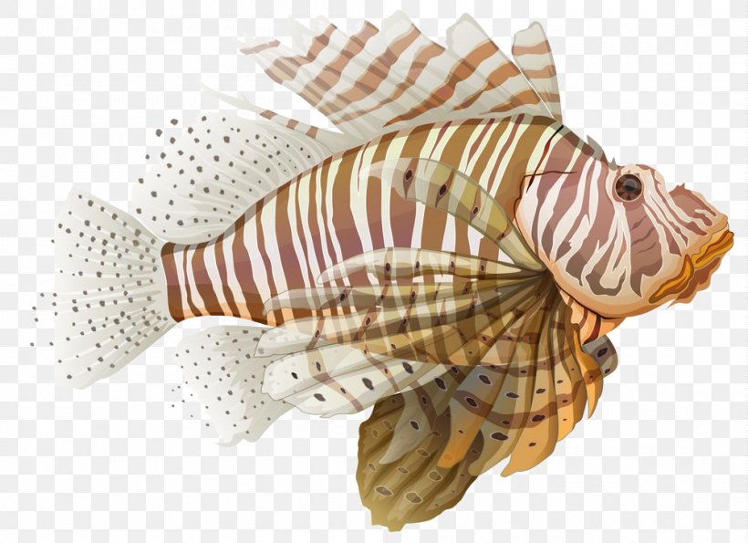 Spotfin Lionfish Stock Illustration Illustration, PNG, 1000x726px, Red Lionfish, Conchology, Drawing, Fish, Invasive Species Download Free