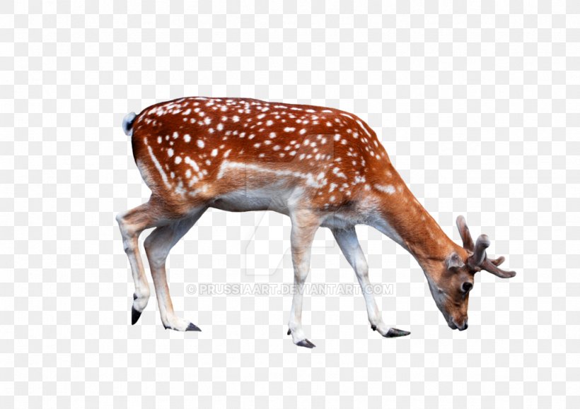 White-tailed Deer Reindeer Antler, PNG, 1024x724px, Deer, Animal, Animal Figure, Antler, Fauna Download Free
