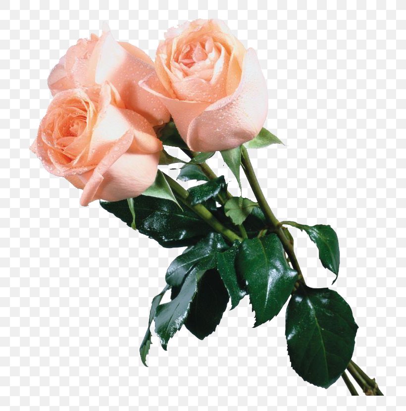 Champagne Flower Garden Roses, PNG, 768x830px, Champagne, Artificial Flower, Cut Flowers, Floral Design, Floribunda Download Free