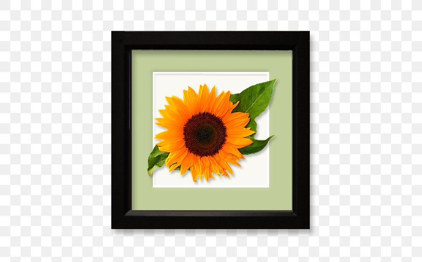 Common Sunflower Sunflower Seed Daisy Family Floral Design, PNG, 510x510px, Common Sunflower, Common Daisy, Daisy Family, Floral Design, Floristry Download Free