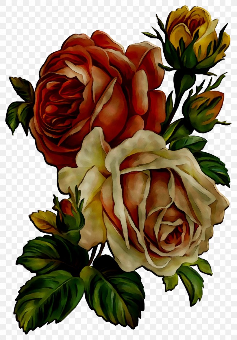 Garden Roses Cabbage Rose Floribunda Floral Design Flower, PNG ...