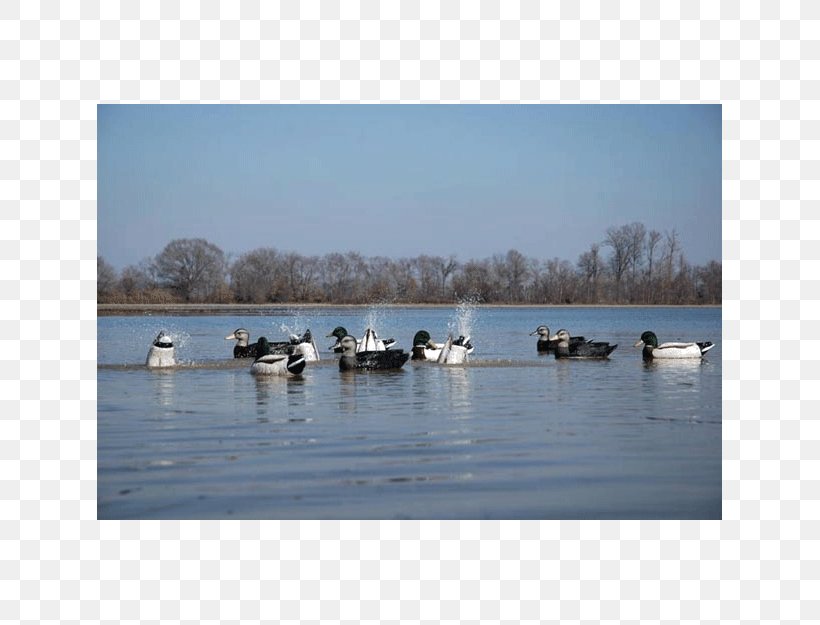 Goose Duck Waterfowl Hunting Decoy, PNG, 625x625px, Goose, Bird, Calm, Decoy, Duck Download Free