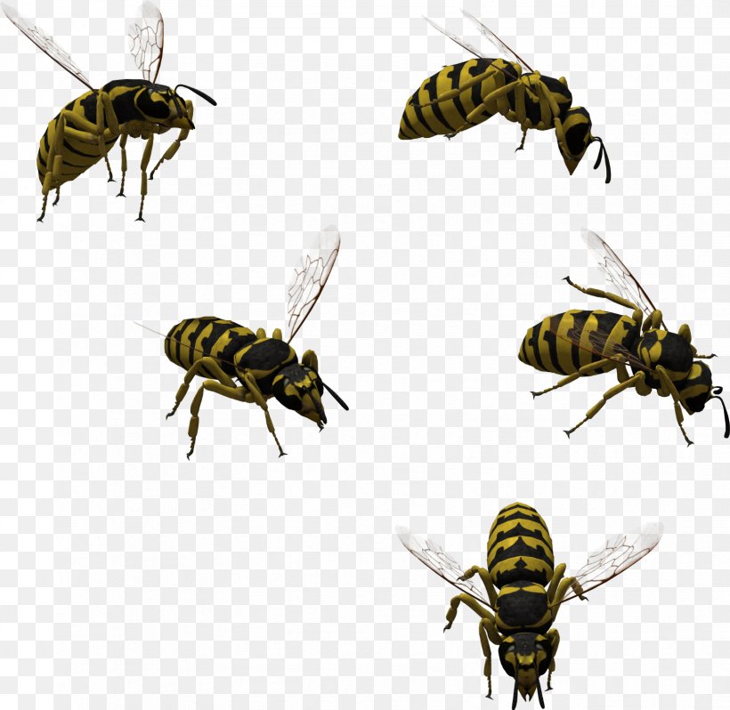 Honey Bee Hornet Characteristics Of Common Wasps And Bees, PNG, 1659x1616px, Honey Bee, Anthophora Plumipes, Art, Arthropod, Bee Download Free