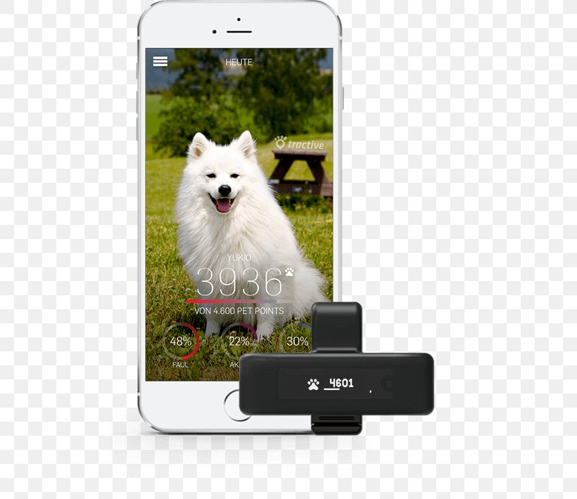Pomeranian Japanese Spitz American Eskimo Dog Samoyed Dog Volpino, PNG, 522x710px, Pomeranian, Activity Monitors, American Eskimo Dog, Breed, Cat Download Free