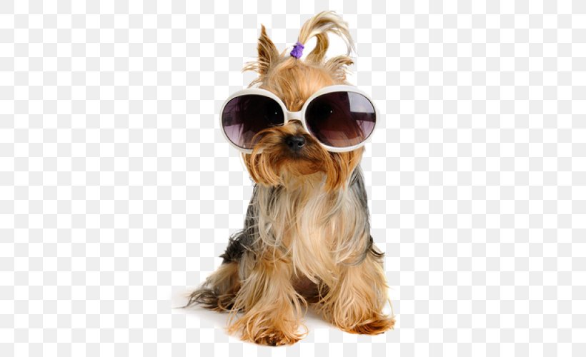 Yorkshire Terrier Sunglasses Labrador Retriever Puppy Stock Photography, PNG, 600x500px, Yorkshire Terrier, Carnivoran, Coat, Companion Dog, Dog Download Free