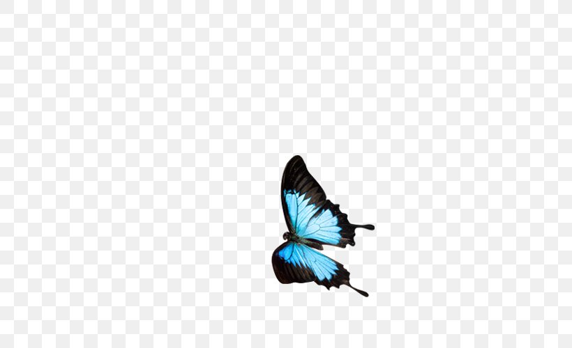 Butterfly Download, PNG, 500x500px, Butterfly, Arthropod, Blue, Diagram, Google Images Download Free