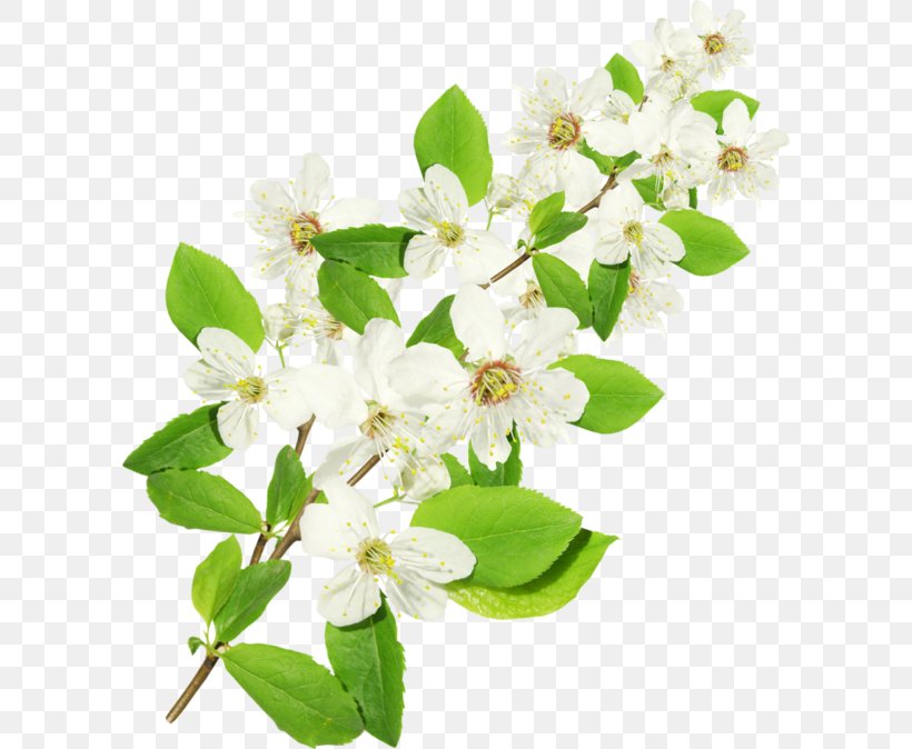 Flower Twig Tree Jasmine Branch, PNG, 600x674px, Flower, Abeka, Auglis, Blossom, Branch Download Free