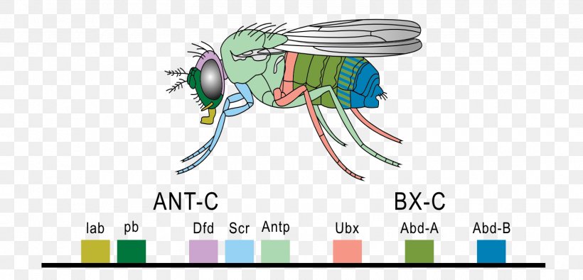 Homeobox Hox Gene Common Fruit Fly Homeotic Gene, PNG, 1600x772px, Watercolor, Cartoon, Flower, Frame, Heart Download Free