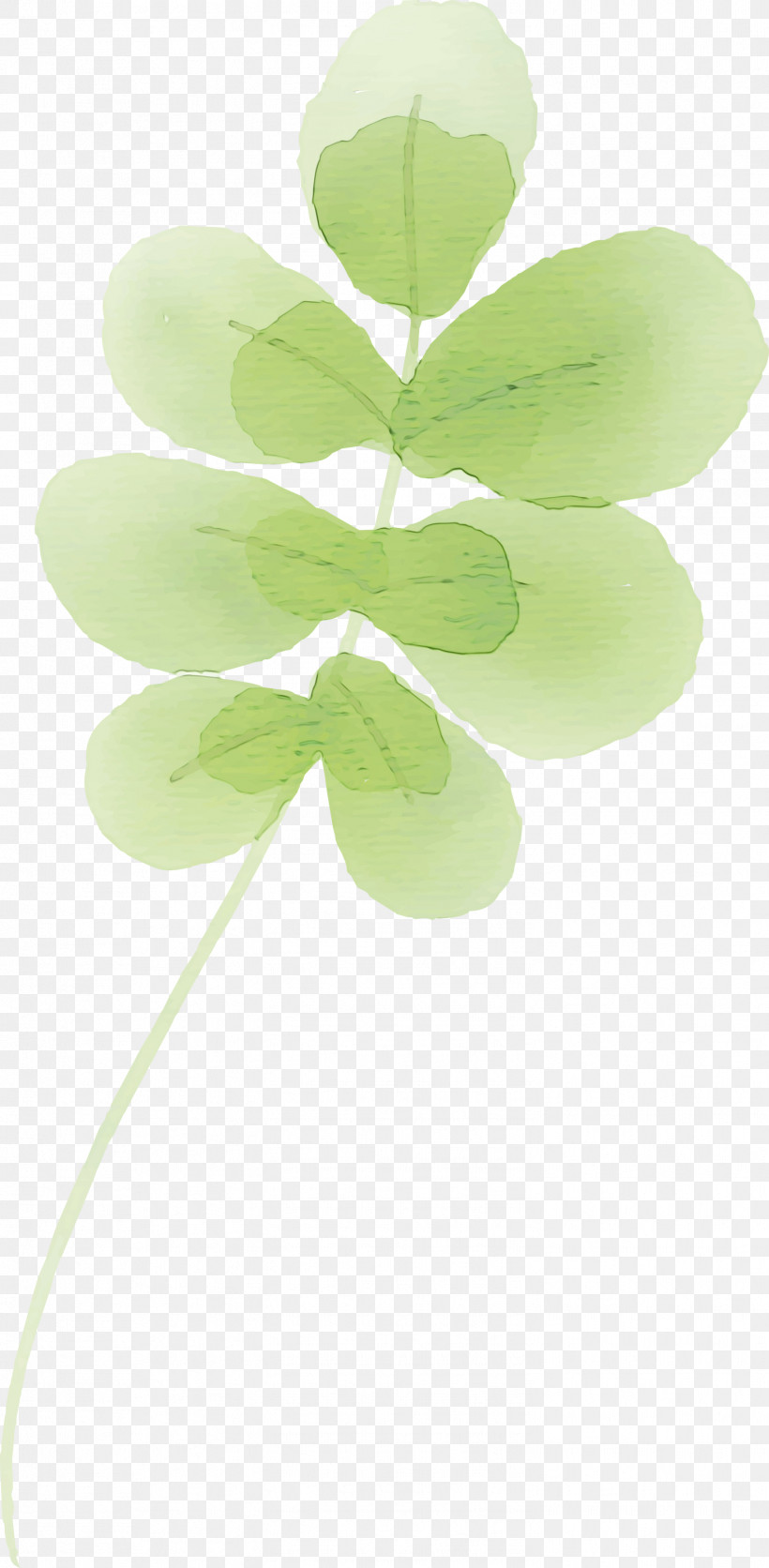 Leaf Plant Stem Green Petal Plants, PNG, 1471x3000px, Watercolor, Biology, Green, Leaf, Paint Download Free