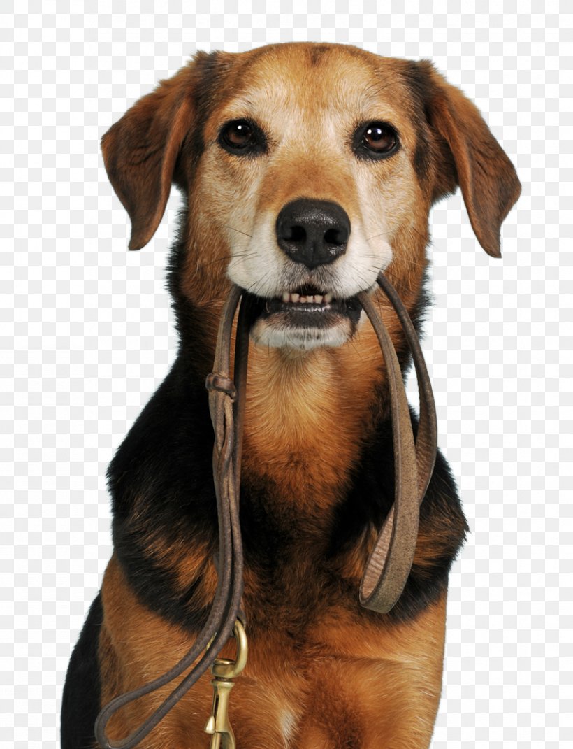 Rescue Dog Animal Shelter Mongrel, PNG, 852x1113px, Dog, Animal, Animal Rescue Group, Animal Shelter, Carnivoran Download Free