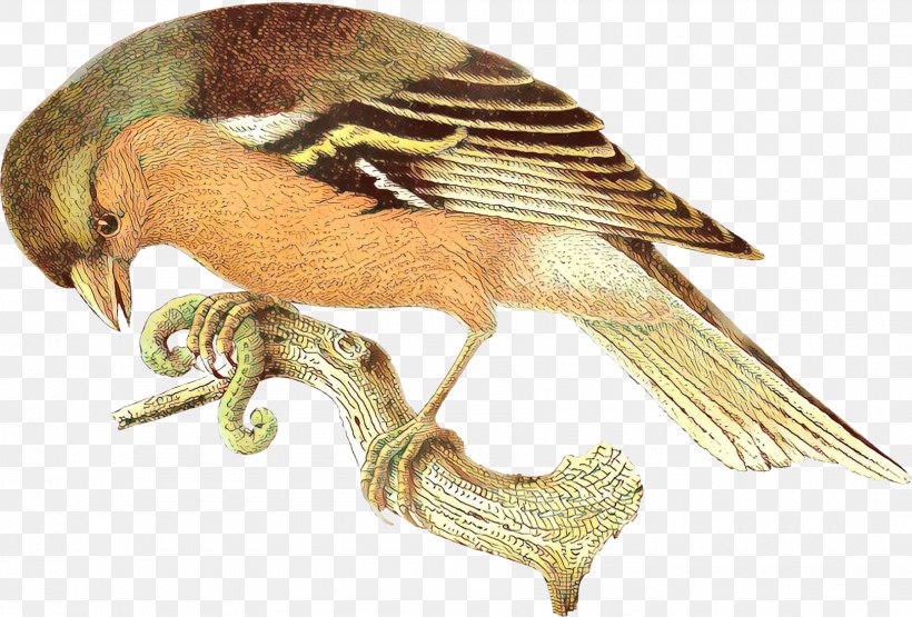 Bird Wing, PNG, 1800x1220px, Cartoon, Beak, Bird, Falcon, Falconiformes Download Free