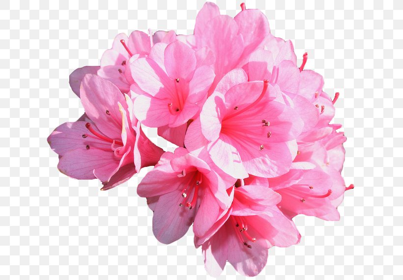 Carnation Pink Flowers Rose Common Daisy, PNG, 636x570px, Carnation, Azalea, Blossom, Cherry Blossom, Color Download Free