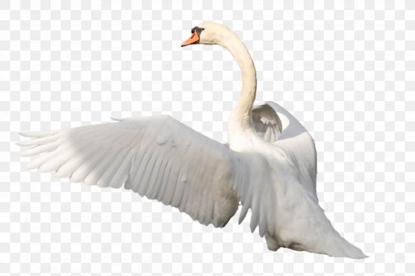 Image Resolution Clip Art, PNG, 4357x2904px, Image Resolution, Anatidae, Beak, Bird, Black Swan Download Free