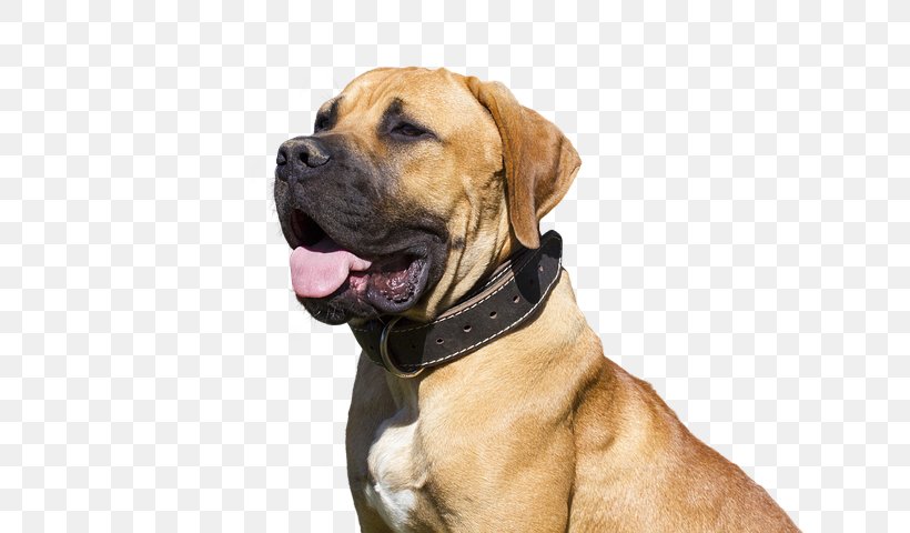 Dog Boerboel Tosa Snout English Mastiff, PNG, 719x480px, Dog, Boerboel, English Mastiff, Snout, Tosa Download Free