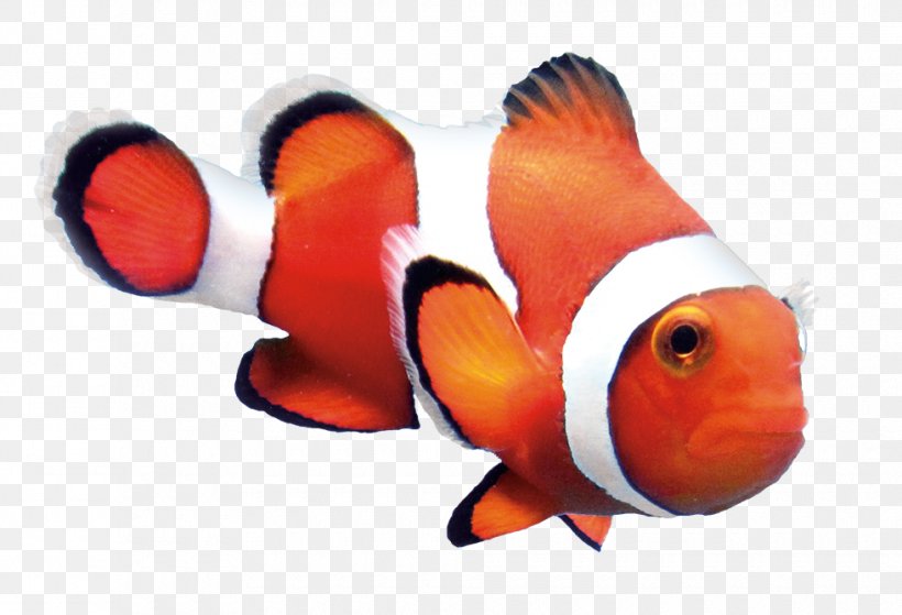 Ocellaris Clownfish Orange Clownfish Goldfish, PNG, 980x669px, Clownfish, Anemone Fish, Beak, Fish, Goldfish Download Free