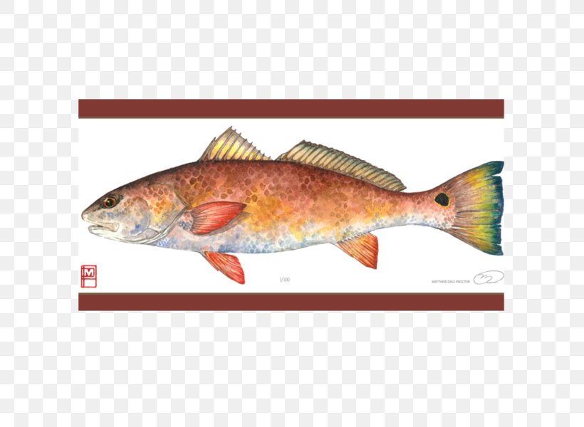 Salmon Painting Northern Red Snapper Fish Products Art, PNG, 600x600px, Salmon, Animal Source Foods, Art, Bony Fish, Canvas Download Free