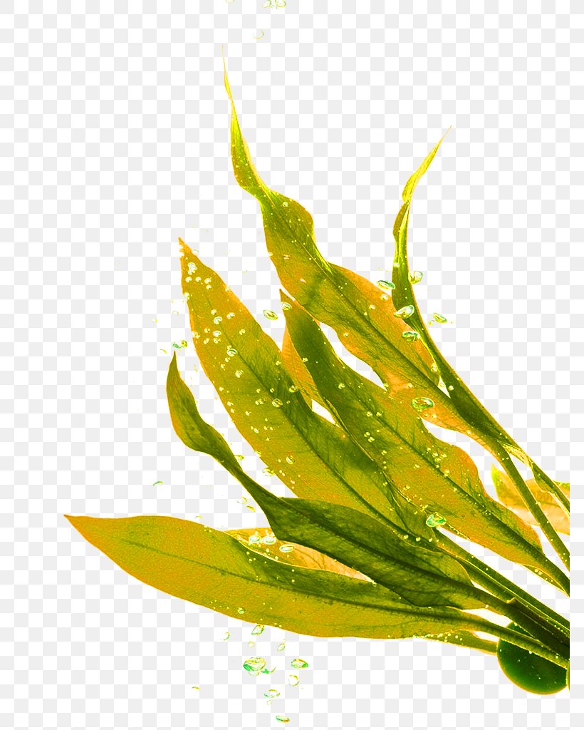 Seaweed Lip Balm Seagrass, PNG, 780x1024px, Seaweed, Algae, Grass, Green, Leaf Download Free