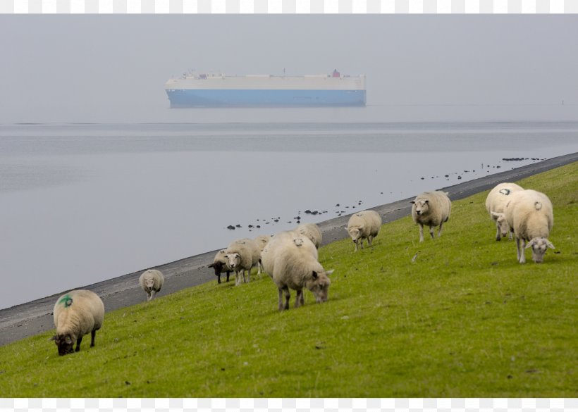 Sheep Man Made Coast Photography Photographer Bert Spiertz Fotografie, PNG, 1400x1000px, Sheep, Atmospheric Phenomenon, Coast, Cowgoat Family, Dutch Language Download Free