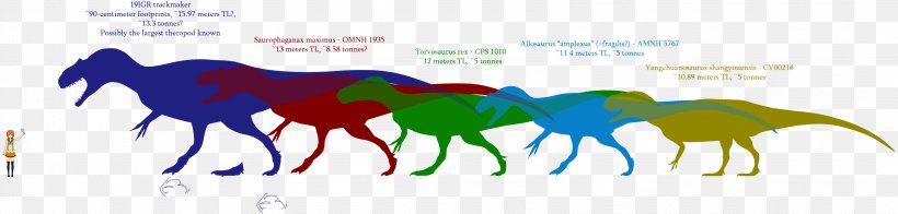 Dinosaur Size Carcharodontosaurus Allosaurus Tyrannosaurus Saurophaganax, PNG, 3224x771px, Dinosaur Size, Allosaurus, Area, Art, Bahariasaurus Download Free