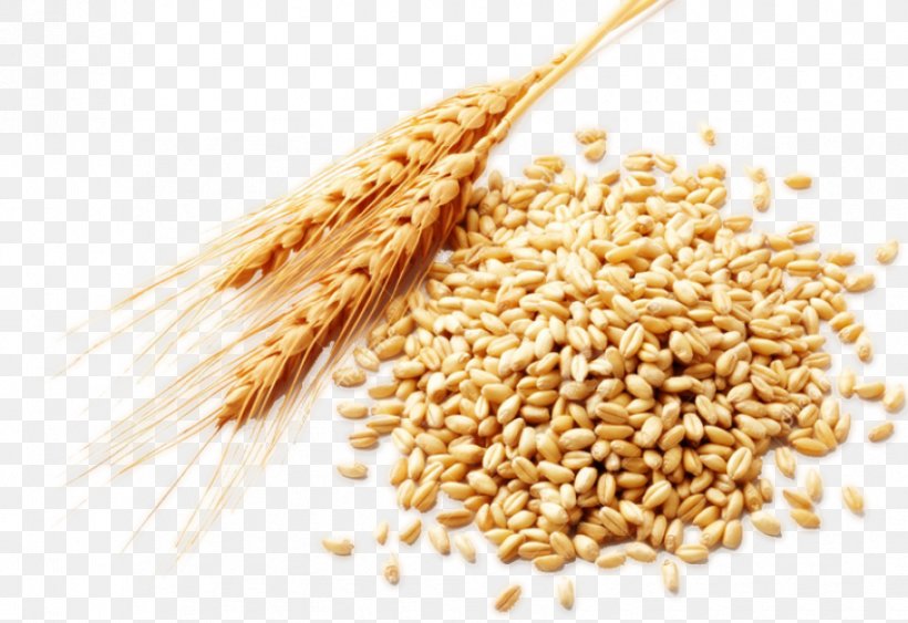 Atta Flour Durum Cereal Germ Wheat Germ Oil Common Wheat, PNG, 850x584px, Atta Flour, Avena, Borage, Bran, Cereal Download Free
