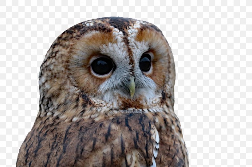 Barred Owl Bird Of Prey, PNG, 860x573px, Owl, Accipitriformes, Barn Owl, Barred Owl, Beak Download Free