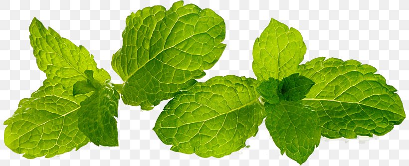 Peppermint Food Herb Essential Oil Leaf, PNG, 808x333px, Peppermint, Aromatherapy, Bowl, Essential Oil, Flavor Download Free