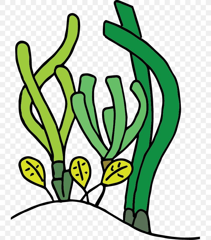 Photosynthesis In The Marine Environment Clip Art Seagrass Ecology, PNG, 735x936px, Seagrass, Art, Artwork, Biology, Black And White Download Free
