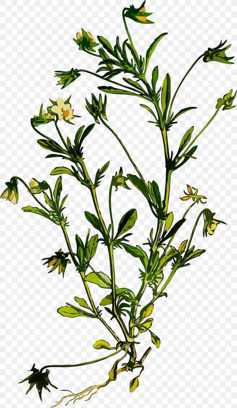 Summer Savory Herbalism Herbaceous Plant Plant Stem, PNG, 1530x2640px, Summer Savory, Flower, Flowering Plant, Herb, Herbaceous Plant Download Free