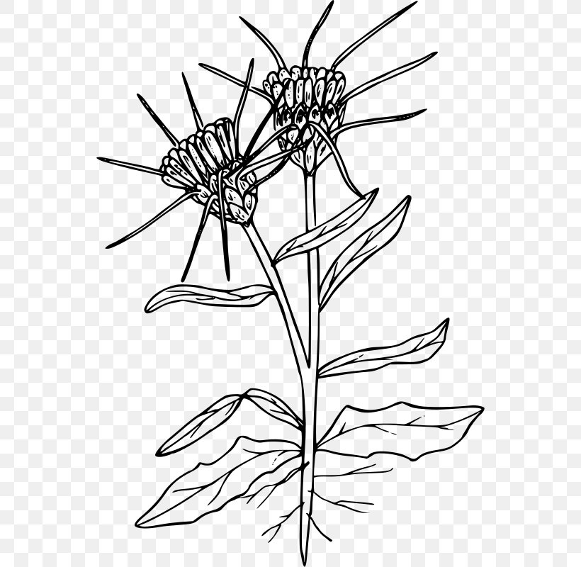 Yellow Star-thistle Clip Art, PNG, 548x800px, Thistle, Artwork, Black And White, Branch, Drawing Download Free