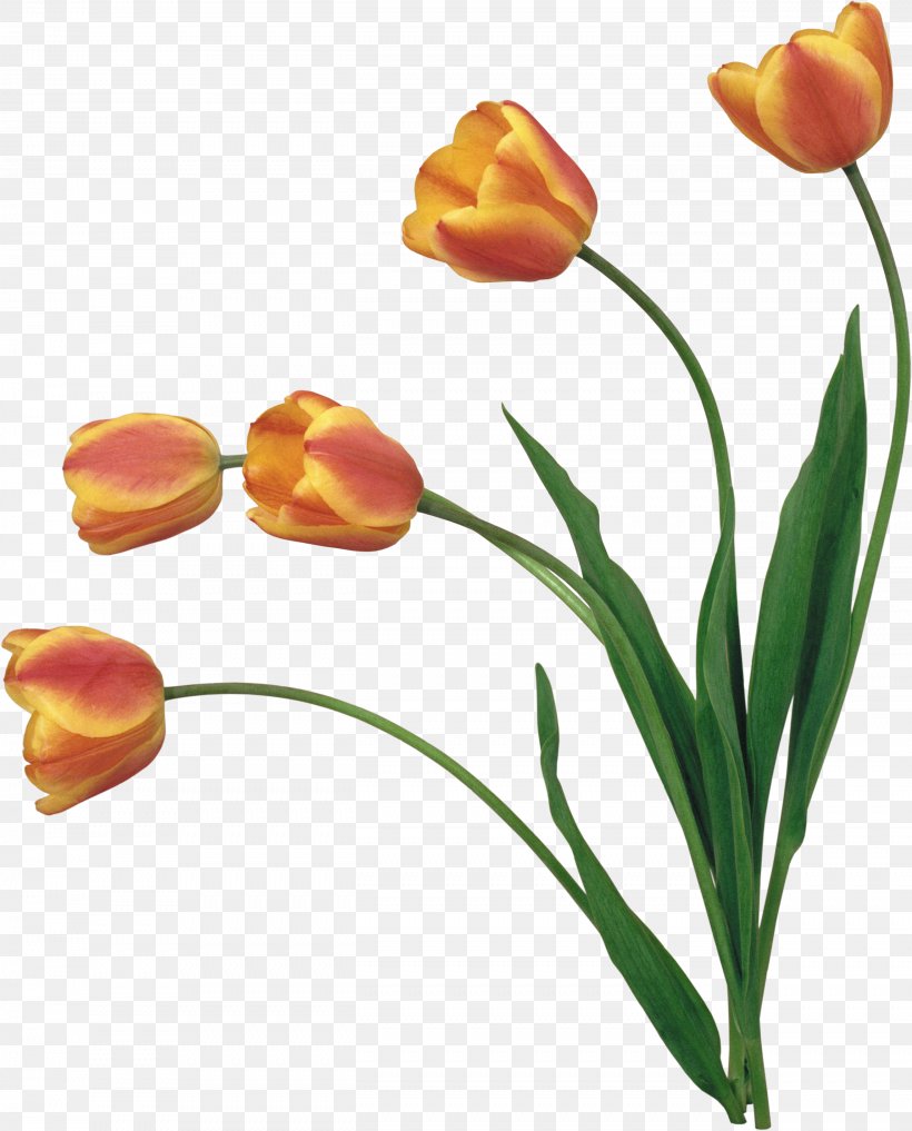 YouTube Flower Clip Art, PNG, 2624x3255px, Youtube, Animation, Bud, Cut Flowers, Flower Download Free