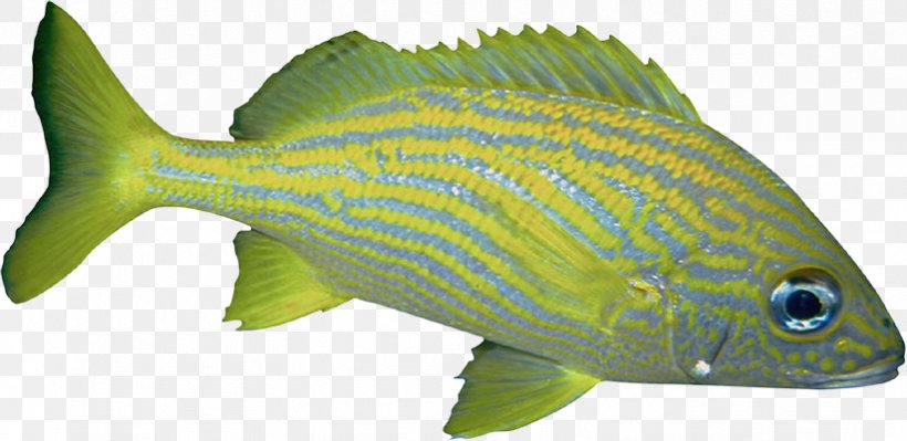 Fish Green, PNG, 823x401px, Fish, Aquariums, Coral Reef Fish, Ecosystem, Fauna Download Free