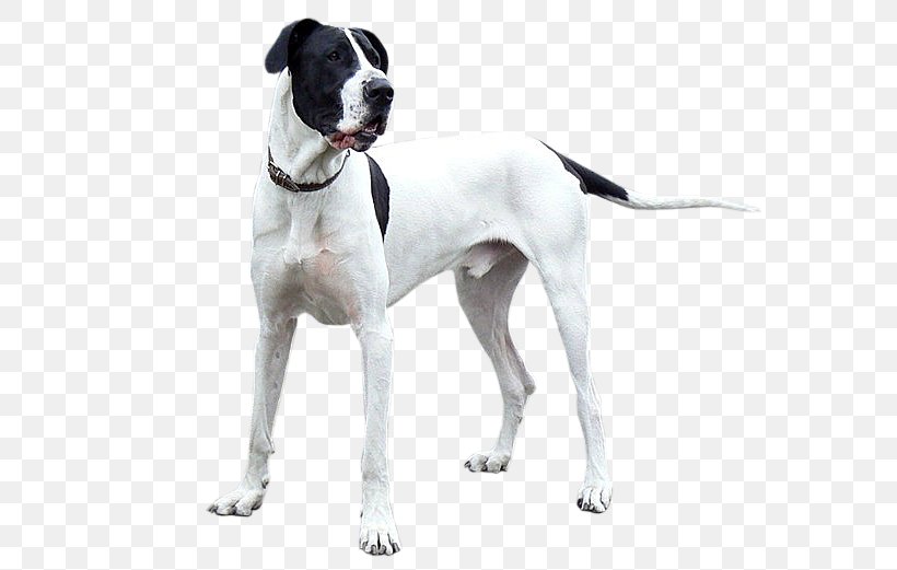 Old Danish Pointer Great Dane Beagle Dog Breed, PNG, 610x521px, Old Danish Pointer, Animal, Beagle, Breed, Carnivoran Download Free