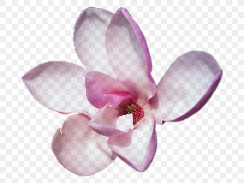 Perfume Escada Party Magnolia Tonka Beans, PNG, 1000x750px, Perfume, Blossom, Cut Flowers, Escada, Fashion Download Free