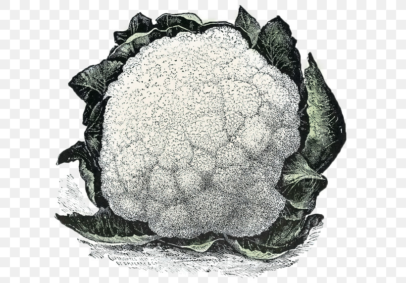 Cauliflower, PNG, 657x572px, Cauliflower, Cabbage, Hydrangea, Leaf Vegetable, Sea Turtle Download Free