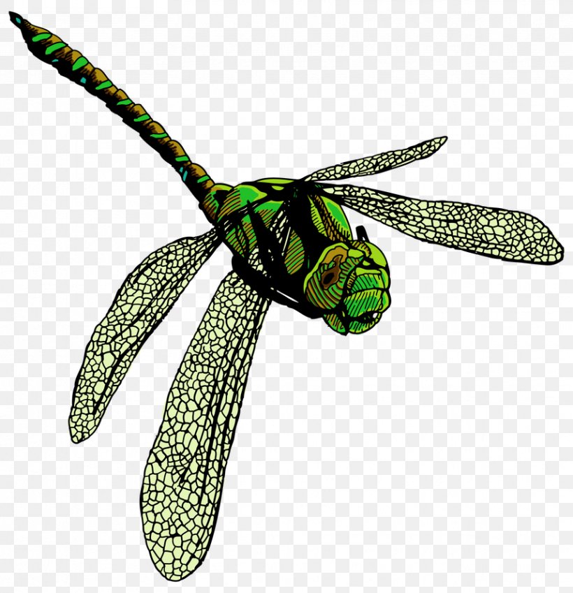Clothing Accessories Fashion Insect Membrane, PNG, 858x889px, Clothing Accessories, Dragonflies And Damseflies, Dragonfly, Fashion, Fashion Accessory Download Free